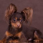 Longhaired Toy Terrier