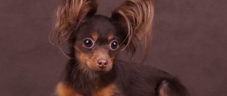Longhaired Toy Terrier