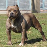 What are the purposes of the Pit Bull Terrier dog breed?