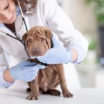 To make an accurate diagnosis and eliminate the causes, you should immediately contact your veterinarian.