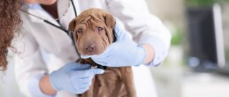 To make an accurate diagnosis and eliminate the causes, you should immediately contact your veterinarian.