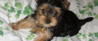 A diaper will be useful for toilet training your little Yorkie.