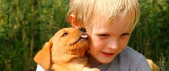 Until the age of 5, a child may not perceive a dog as a living being.