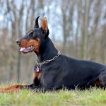 Doberman lies on the grass in a sparse forest