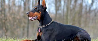 Doberman lies on the grass in a sparse forest