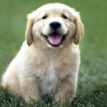 DogNames.ru - male and female dog names starting with the letter P