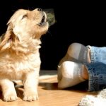 Doctor Woof: how to stop a dog from barking at home?