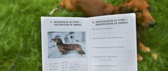 Documents for the dog
