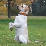 Training a Labrador is within the capabilities of a dog owner.