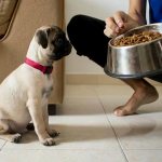 Training a pug at home Photo
