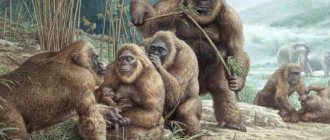 древние обезьяны гиганты