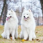 Two white dogs