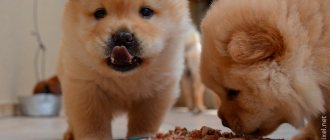 Two chow chows eating