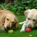 Two dogs eat apples on the grass