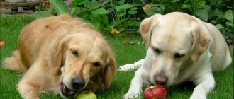 Две собаки едят яблоки на траве