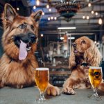 Two dogs behind a bar with beer