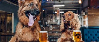 Two dogs behind a bar with beer
