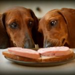 two dachshunds want to steal sandwiches