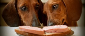 two dachshunds want to steal sandwiches