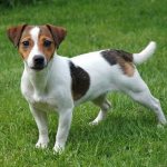 Jack Russell on green grass