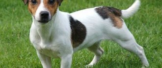 Jack Russell on green grass
