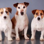 Jack Russell Terrier dog photo