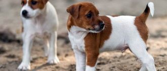 Jack Russell Terrier - description of the dog breed