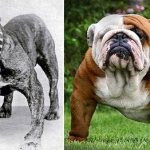 A gentleman among dogs: English bulldog