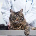 We&#39;re going to get our pet vaccinated - here&#39;s what you need to do