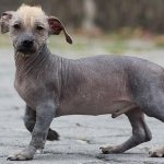 Ecuadorian hairless dog