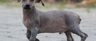 Эквадорская лысая собака