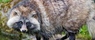 Raccoon-dog-Description-features-types-lifestyle-and-habitat-of-raccoon-dog-4