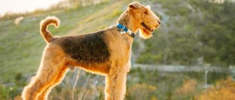The Airedale Terrier is the largest terrier