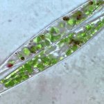 Euglena green under a microscope