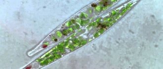 Эвглена зеленая под микроскопом