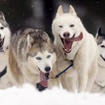 Sled dogs are unusually fast and hardy