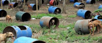 Ферма бойцовских собак на Филлипинах, 2012