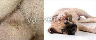 follicular balanoposthitis in dogs