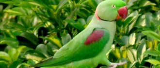 Photo: Alexandrian parrot