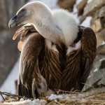 Photo: Griffon vulture
