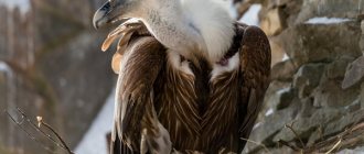 Photo: Griffon vulture