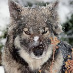 Photo hybrid of dog and wolf