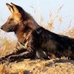 Photo: Hyena dog
