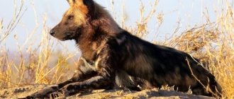 Photo: Hyena dog