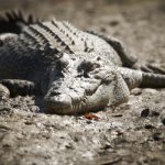 Photo: Saltwater crocodile