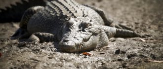 Photo: Saltwater crocodile