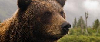 Фото: Медведь гризли