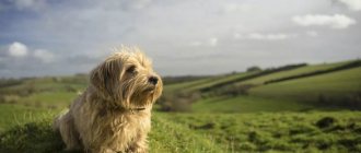 photo of norfolk terrier