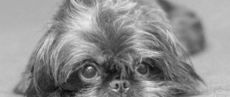 Фото: Порода собак бельгийский гриффон