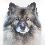 Photo: Keeshond dog breed. Wolfspitz 